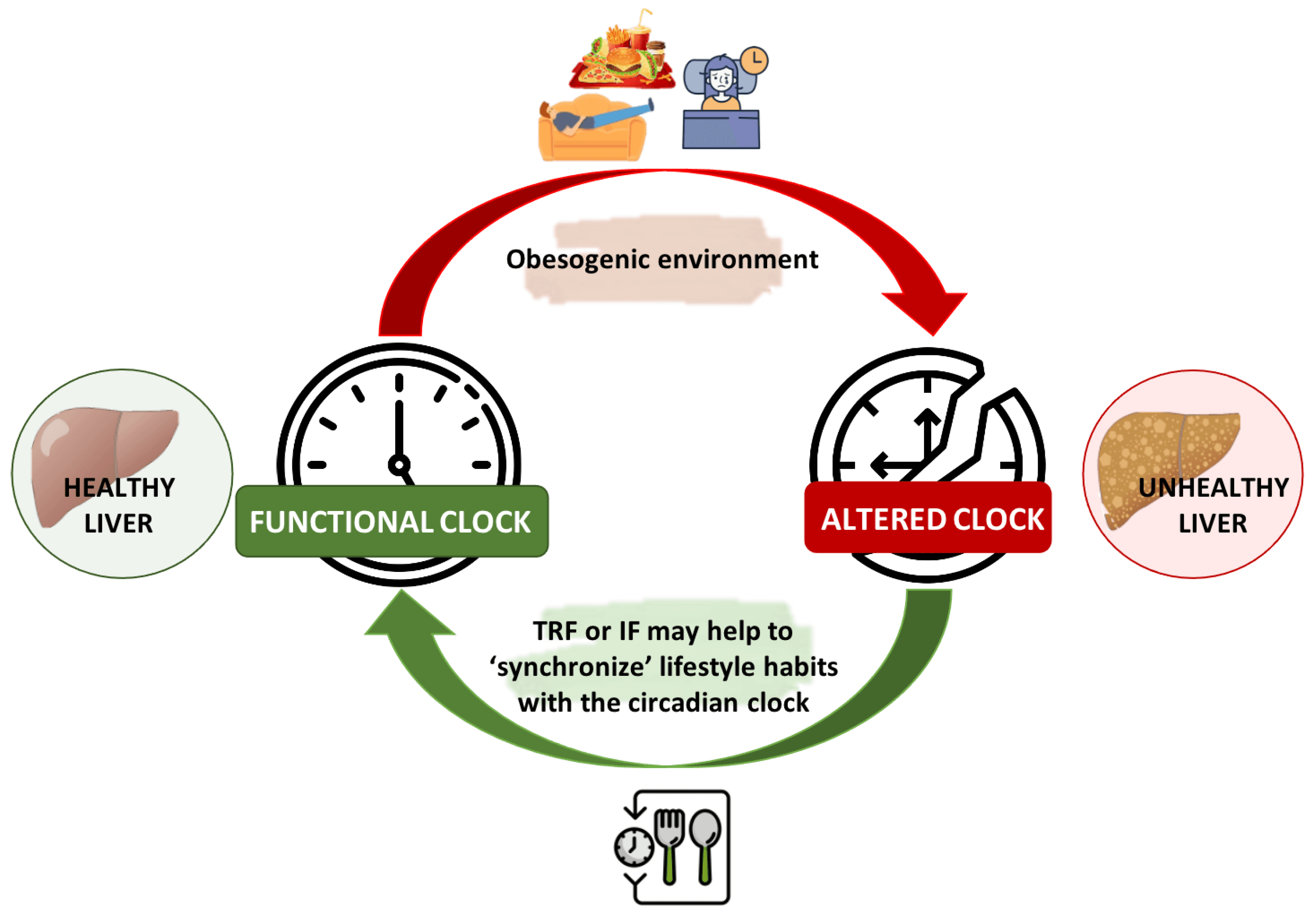CIRCADIAN RHYTHM GUIDANCE